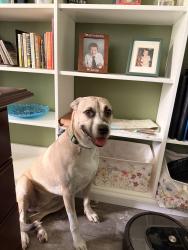 Reunited Female Dog last seen Near Mountain Dove Rd, Brooksville, FL 34614, USA, Brooksville, FL 34614