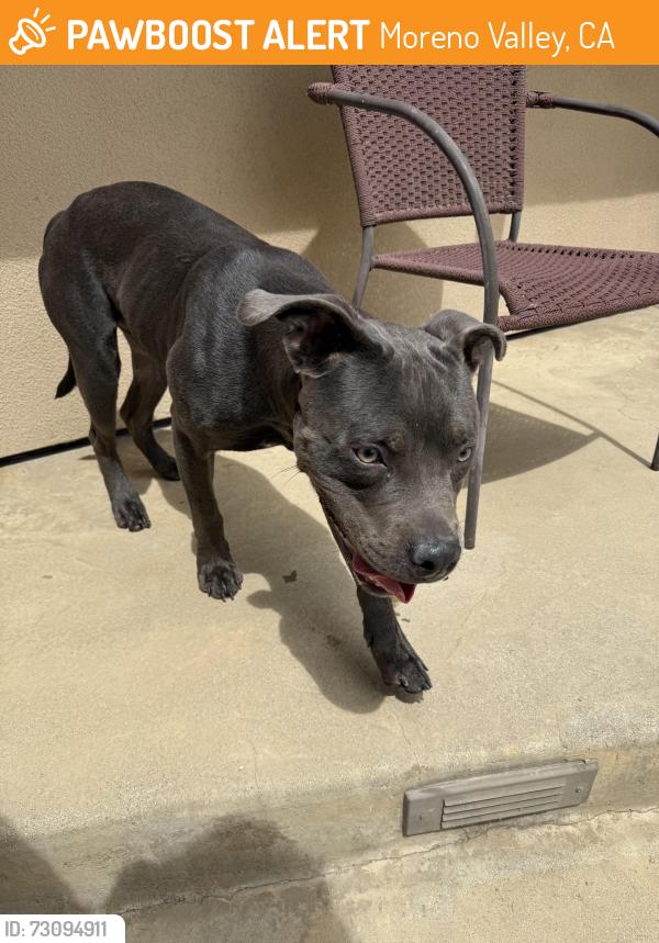 Found/Stray Unknown Dog last seen Redlands Blvd x Cactus Ave, Moreno Valley, CA 92555