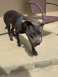 Found/Stray Unknown Dog last seen Redlands Blvd x Cactus Ave, Moreno Valley, CA 92555