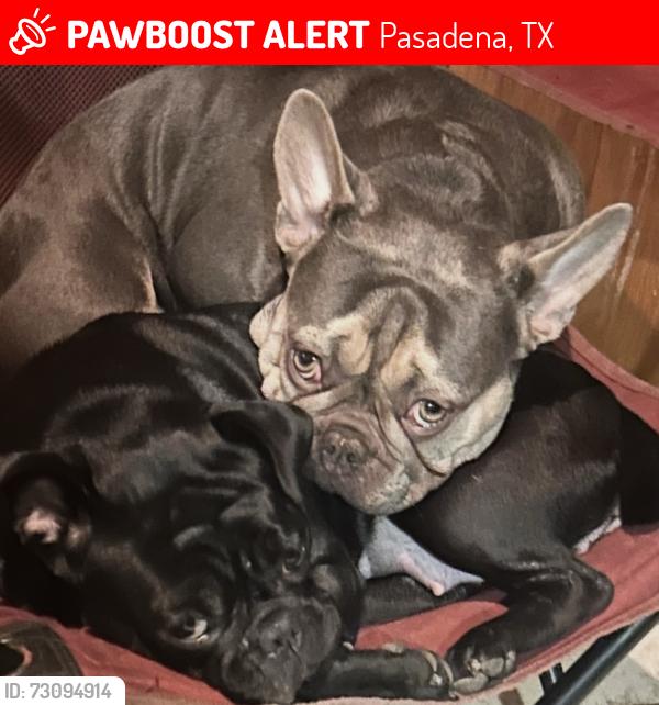 Lost Male Dog last seen Allen Genoa, Pasadena, TX 77505