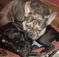 Lost Male Dog last seen Allen Genoa, Pasadena, TX 77505