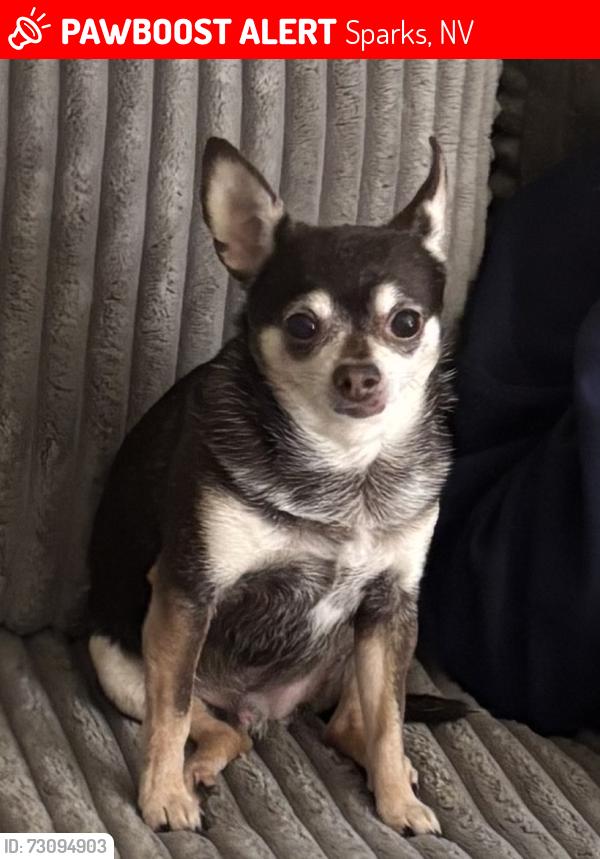 Lost Male Dog last seen Neff Ranch Dr & Junction hse Dr in Harris Ranch, Sparks, NV 89441