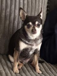 Lost Male Dog last seen Neff Ranch Dr & Junction hse Dr in Harris Ranch, Sparks, NV 89441
