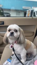 Lost Female Dog last seen Grace Valley Road in Inman, Inman, SC 29349