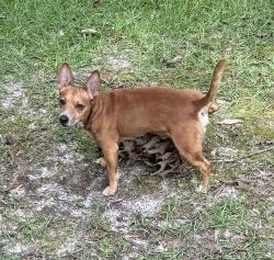 Found/Stray Male Dog last seen Larry Carter Rd, Wade, MS 39562