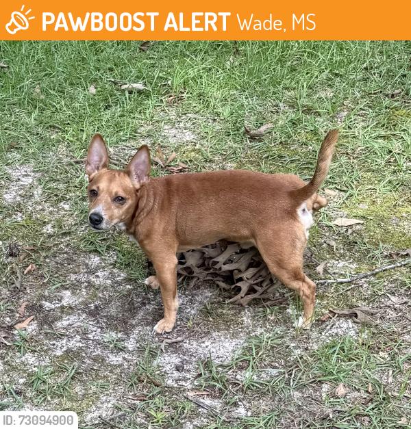 Found/Stray Male Dog last seen Larry Carter Rd, Wade, MS 39562