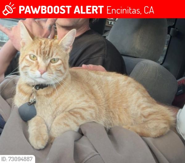 Lost Male Cat last seen Melba and Evergreen Drive, Encinitas, CA 92024
