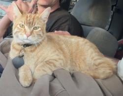 Lost Male Cat last seen Melba and Evergreen Drive, Encinitas, CA 92024