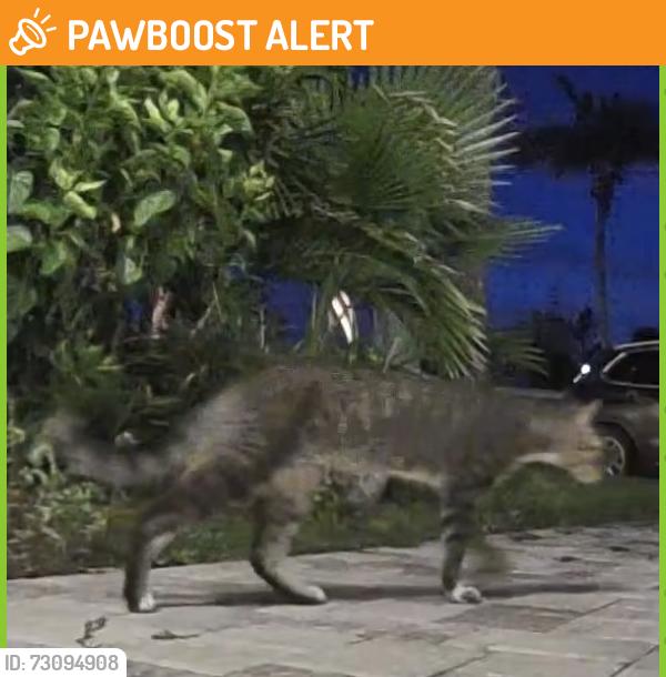 Found/Stray Unknown Cat last seen Redington drive, Redington Beach, FL 33708