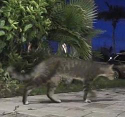 Found/Stray Unknown Cat last seen Redington drive, Redington Beach, FL 33708