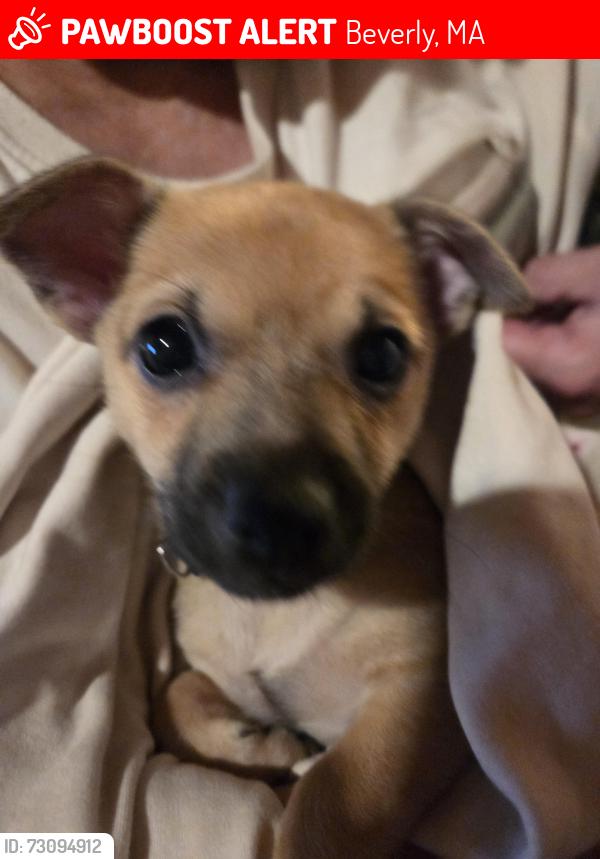Lost Female Dog last seen Folly hills apmts, Beverly, MA 01915
