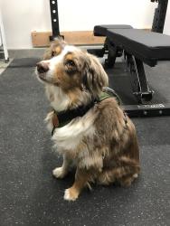 Lost Male Dog last seen Jean Nicholas & Leon, Winchester, CA 92596