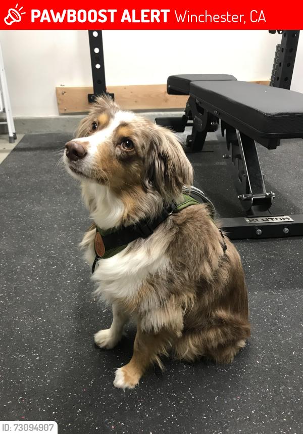 Lost Male Dog last seen Jean Nicholas & Leon, Winchester, CA 92596