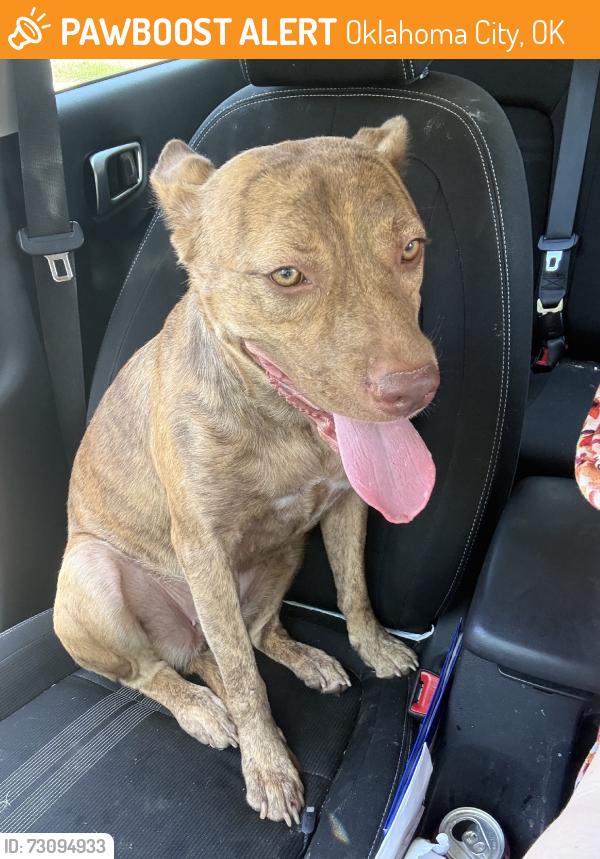 Found/Stray Female Dog last seen Sw 44th & Western, Oklahoma City, OK 73109