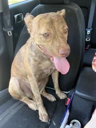 Found/Stray Female Dog last seen Sw 44th & Western, Oklahoma City, OK 73109