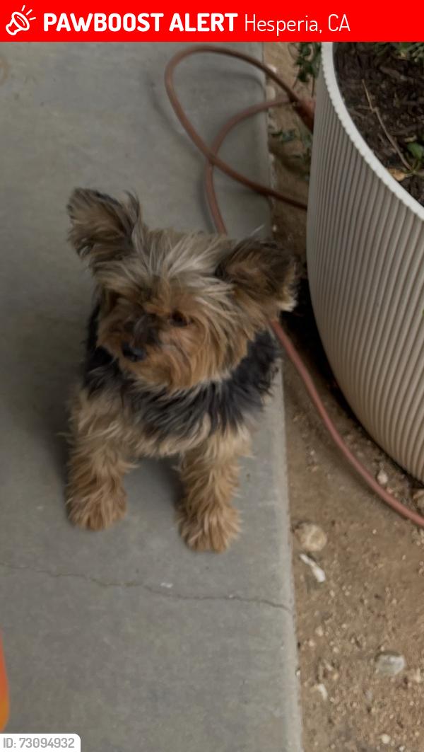 Lost Female Dog last seen Near Allthorn st Hesperia ca, Hesperia, CA 92345