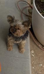 Lost Female Dog last seen Near Allthorn st Hesperia ca, Hesperia, CA 92345