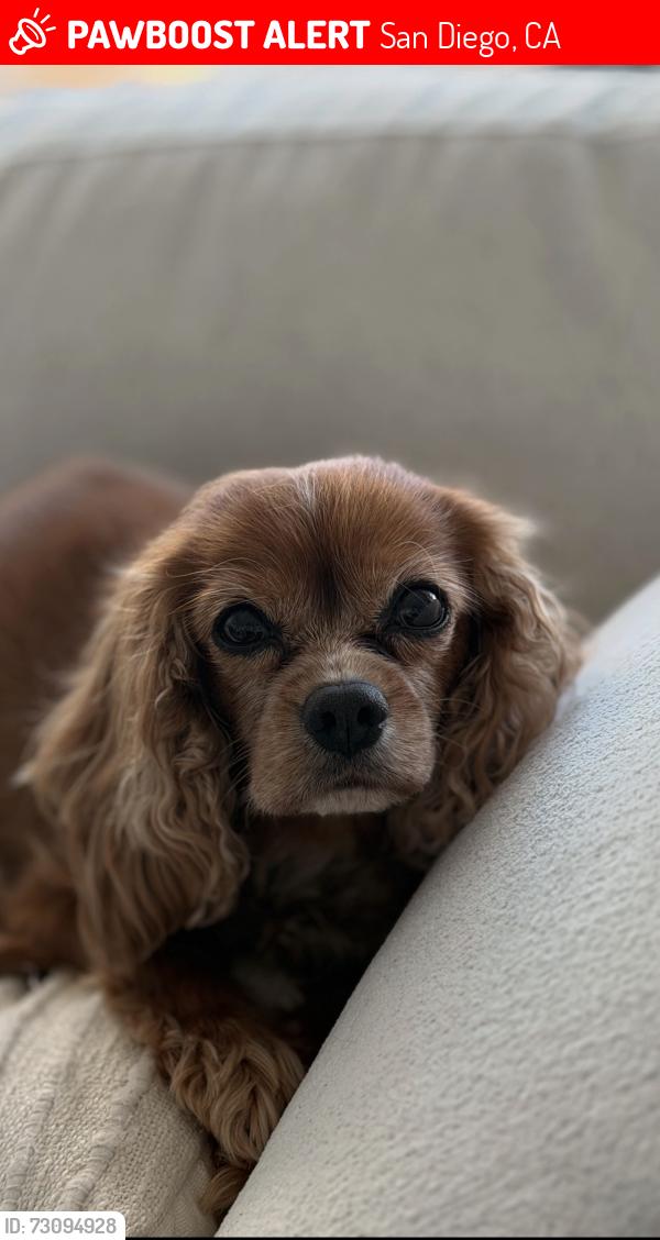 Lost Male Dog last seen Shell gas station, San Diego, CA 92110