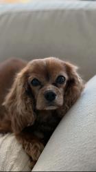Lost Male Dog last seen Shell gas station, San Diego, CA 92110