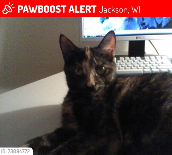 Lost Female Cat last seen 2nd Ave, Jackson, WI 53952