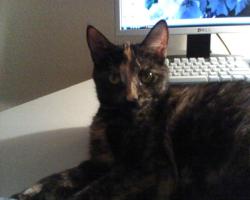 Lost Female Cat last seen 2nd Ave, Jackson, WI 53952