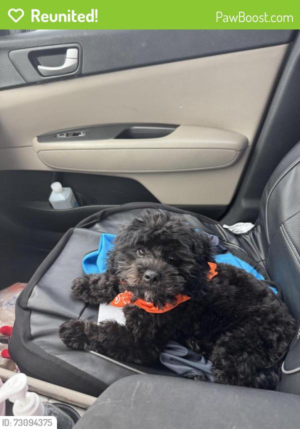 Reunited Male Dog last seen Coconut, The Acreage, FL 33470
