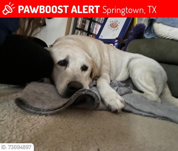 Lost Male Dog last seen Near Country Meadow Ct, Springtown, TX, Springtown, TX 76082