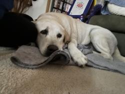 Lost Male Dog last seen Near Country Meadow Ct, Springtown, TX, Springtown, TX 76082