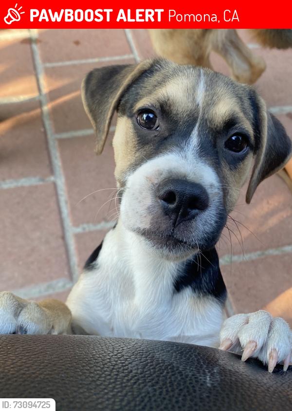 Lost Male Dog last seen West Orange Grove Avenue, Pomona, CA 91768