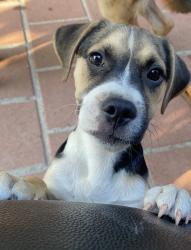 Lost Male Dog last seen West Orange Grove Avenue, Pomona, CA 91768
