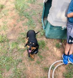 Reunited Male Dog last seen Allsups, Walmart Neighborhood Market, Cook’s Garage, Lubbock, TX 79424