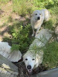 Found/Stray Unknown Dog last seen Rose hill rv park, Conroe, TX 77303