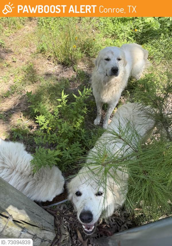 Found/Stray Unknown Dog last seen Rose hill rv park, Conroe, TX 77303