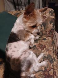 Reunited Female Dog last seen 6th place Gadsden Alabama Colley apmts, Gadsden, AL 35901