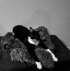 Reunited Male Cat last seen Near and Timberbrook parkway, Justin, TX 76247