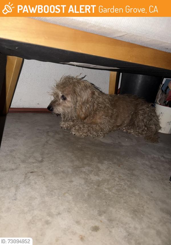Found/Stray Male Dog last seen Stanford, Garden Grove, CA 92840