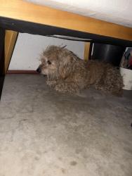 Found/Stray Male Dog last seen Stanford, Garden Grove, CA 92840