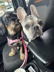 Lost Female Dog last seen Orr and day, Norwalk, CA 90650