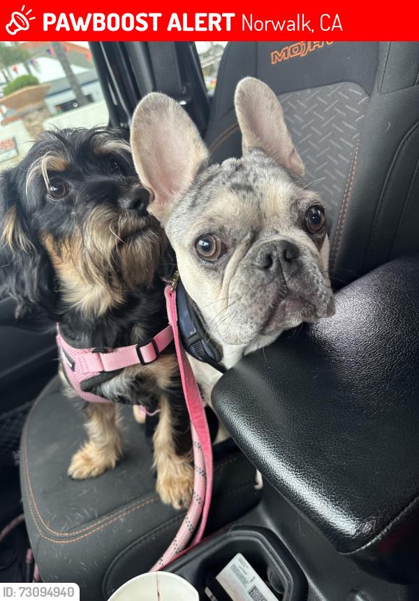 Lost Female Dog last seen Orr and day, Norwalk, CA 90650