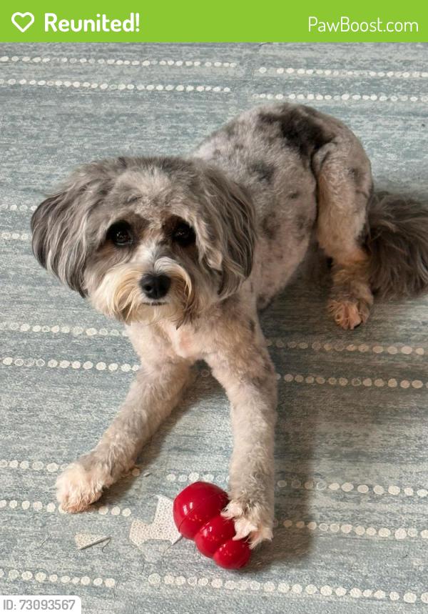 Reunited Female Dog last seen Schoenbeck Rd and Dundee Rd , Wheeling, IL 60090