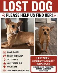 Lost Female Dog last seen orchid ave, Hesperia, CA 92345