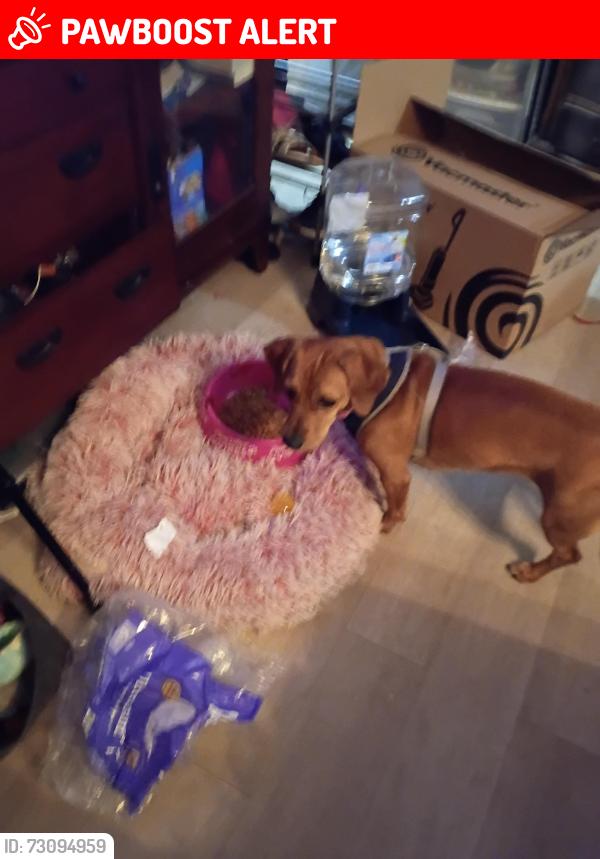 Lost Female Dog last seen Lotz and Ford for, Canton Township, MI 48187