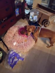 Lost Female Dog last seen Lotz and Ford for, Canton Township, MI 48187