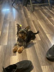 Lost Female Dog last seen San Jacinto st and Wingate ave, San Antonio, TX 78204