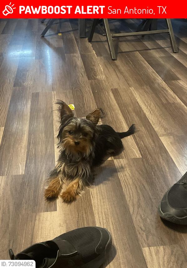 Lost Female Dog last seen San Jacinto st and Wingate ave, San Antonio, TX 78204