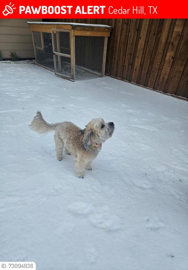 Lost Female Dog last seen Clark rd, cooper, Cedar Hill, TX 75104