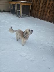 Lost Female Dog last seen Clark rd, cooper, Cedar Hill, TX 75104