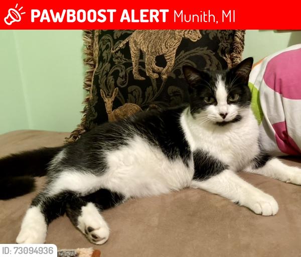 Lost Female Cat last seen Near cook hill rd Munith mi 49259, Munith, MI 49259