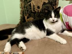 Lost Female Cat last seen Near cook hill rd Munith mi 49259, Munith, MI 49259