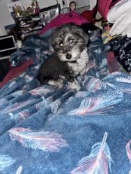 Reunited Unknown Dog last seen Spring St, Redwood City, CA 94062